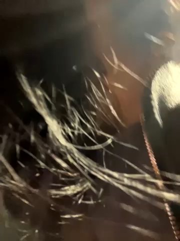 youngsexywoman live cam screenshot female from Turkey on Tip.show – Interactive Live Cam Shows — screenshot #1